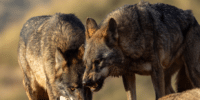 Iberische Wölfe warten auf Besucher im Wunderbaren Park von Bettemburg in Luxemburg